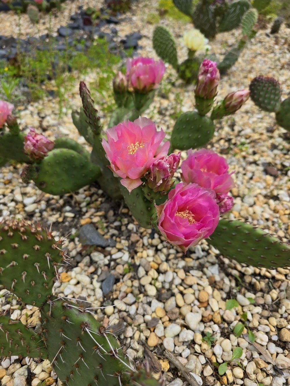 Pink Prickly Pear Cactus